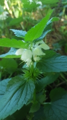 Lamium album