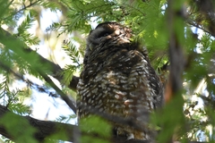 Strix occidentalis caurina
