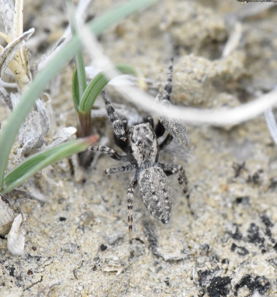 Terralonus mylothrus