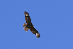 Buteo buteo