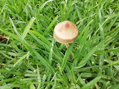 Panaeolus