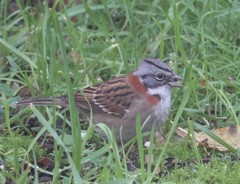 Zonotrichia capensis chilensis