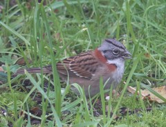 Zonotrichia capensis chilensis