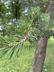 Pinus virginiana