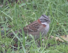 Zonotrichia capensis chilensis