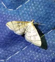 Blepharomastix ranalis