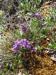 Oxytropis tschujae