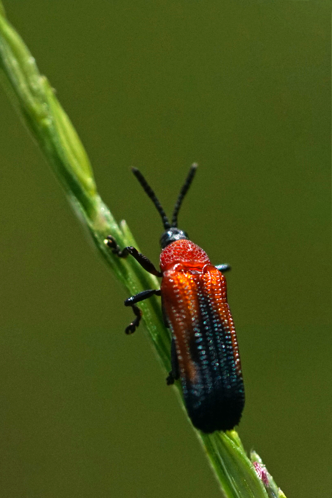 Red-shouldered Leaf Beetle