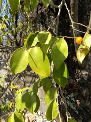 Pereskia aculeata
