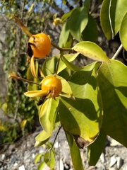 Pereskia aculeata