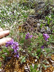 Oxytropis tschujae