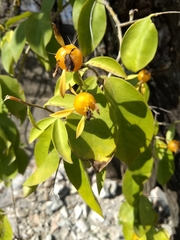 Pereskia aculeata