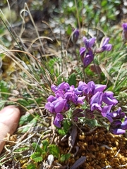 Oxytropis tschujae