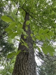 Fraxinus americana