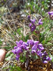 Oxytropis tschujae