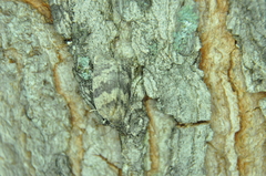 Pandemis canadana
