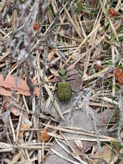 Cicindela whithillii