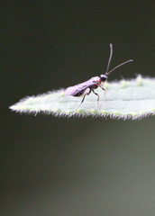 Campyloneurus