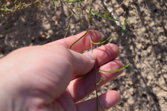 Stylisma pickeringii