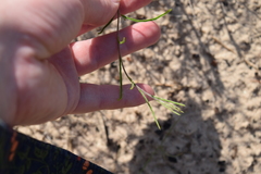 Stylisma pickeringii