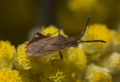 Coriomeris denticulatus