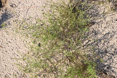 Stylisma pickeringii