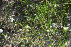 Stylisma pickeringii