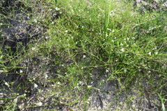 Stylisma pickeringii