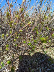 Betula nana