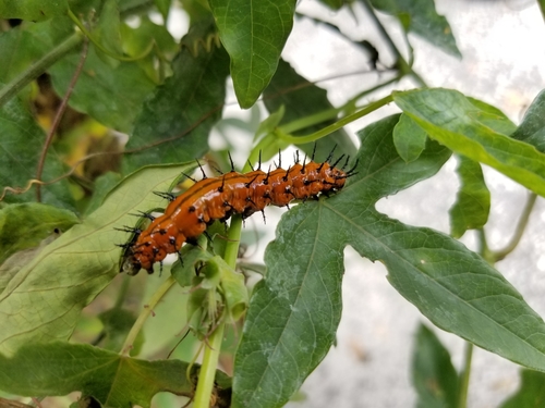 Gulf fritillary