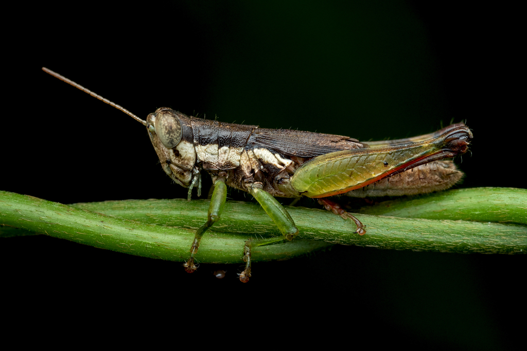 Short-winged Rice Grasshopper