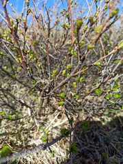 Betula nana