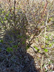 Betula nana