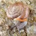 Bladeteeth and Oval Snails - Photo (c) John Slapcinsky, some rights reserved (CC BY-NC)