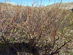 Betula nana