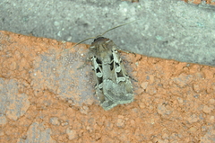 Euxoa divergens