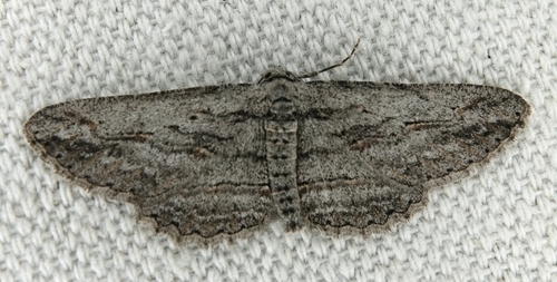 Mountain Mahogany Looper Moth photo 5