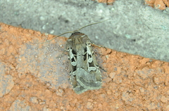 Euxoa divergens