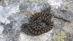 Vipera aspis aspis