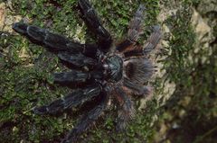 Psalmopoeus victori