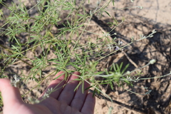 Pediomelum digitatum