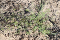 Pediomelum digitatum