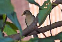 Turdus amaurochalinus