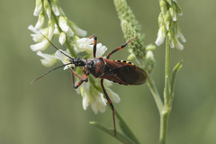 Rhynocoris cuspidatus