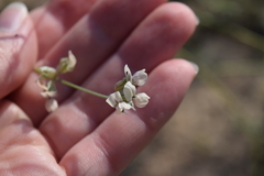 Pediomelum digitatum