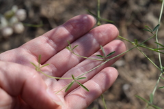 Pediomelum digitatum