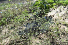 Pediomelum digitatum