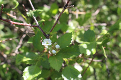Crataegus succulenta