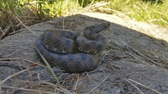 Vipera aspis aspis