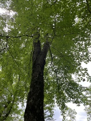 Acer rubrum